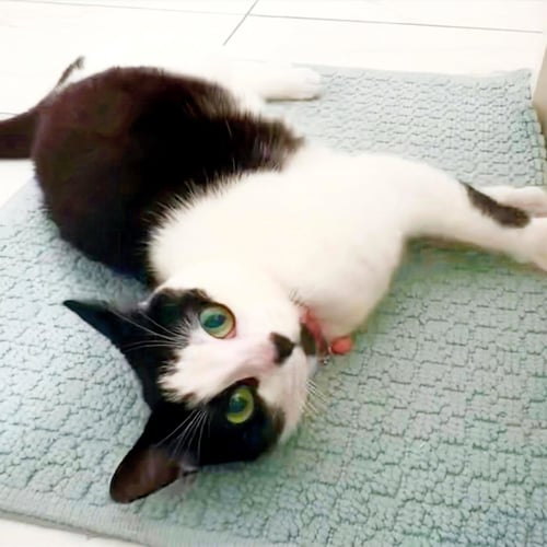 MINNIE MOO #LOVE-MACHINE - Tuxedo / Domestic Short Hair available for adoption