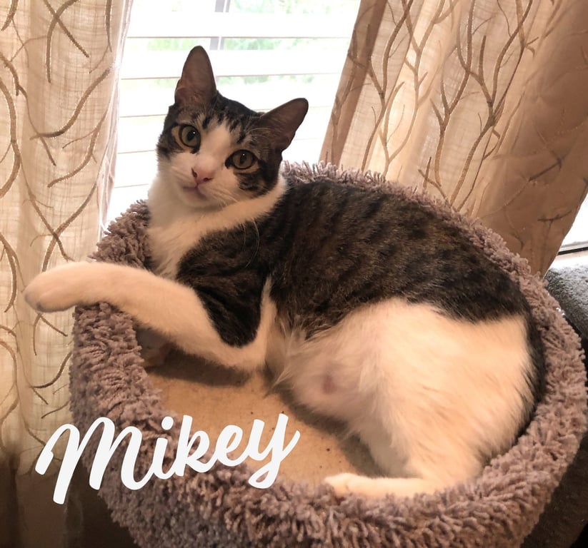 Mikey #he-eats-anything Image