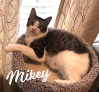 Mikey #he-eats-anything - Photo 1