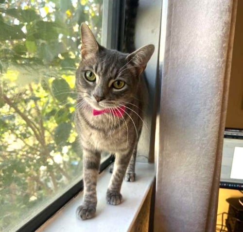 BELLA #CUDDLE-PILLOW - Tabby / Domestic Short Hair available for adoption
