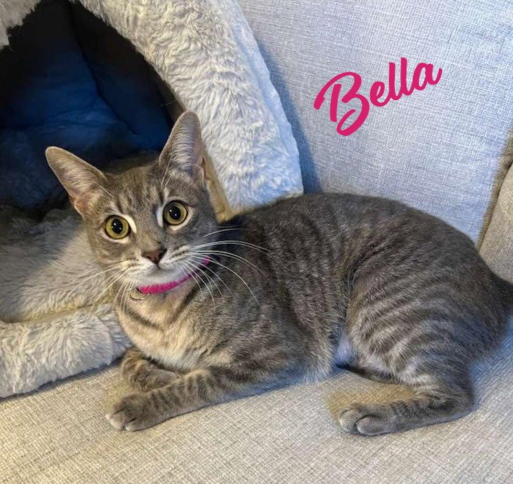 Bella #cuddle-pillow Image