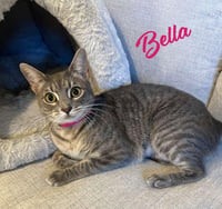 Bella #cuddle-pillow - Photo 1