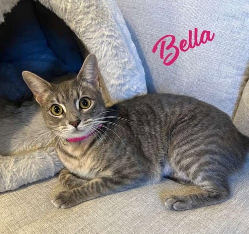 BELLA #CUDDLE-PILLOW - Tabby / Domestic Short Hair available for adoption
