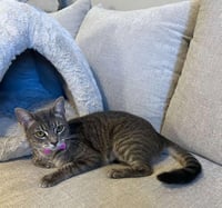 Bella #cuddle-pillow - Photo 3