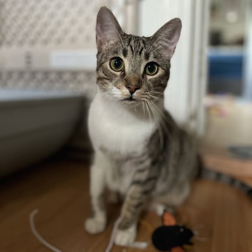 NEPTUNE #BONDED-TO-MARS - Tabby / Domestic Short Hair available for adoption
