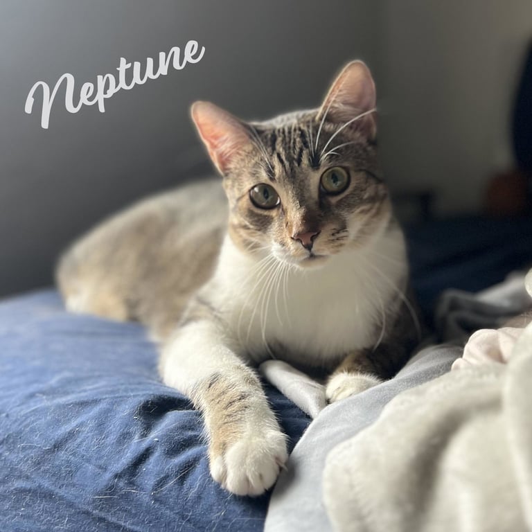 Neptune #bestie-of-Mars Image