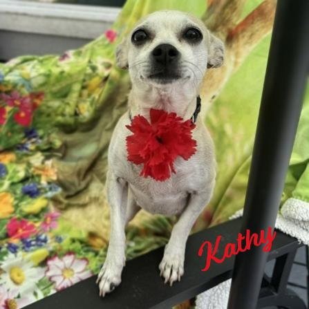 KATHY #BESTIE-OF-KATE - Chihuahua for adoption in Houston