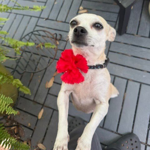 KATHY #BESTIE-OF-KATE - Chihuahua available for adoption