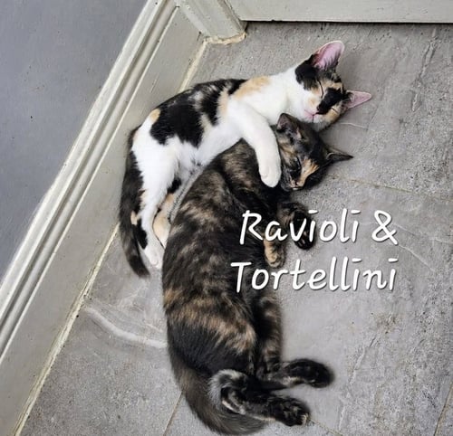 TORTELLINI & RAVIOLI #ITALIAN-PAIR - Domestic Medium Hair / Calico available for adoption