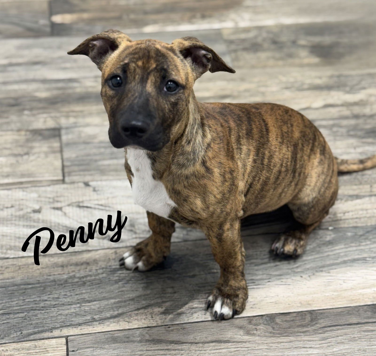 PENNY #BUNDLE-OF-ZOOMIES - Dachshund available for adoption