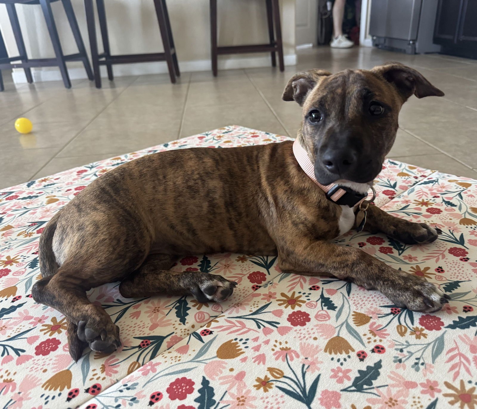 PENNY #BUNDLE-OF-ZOOMIES - Dachshund available for adoption