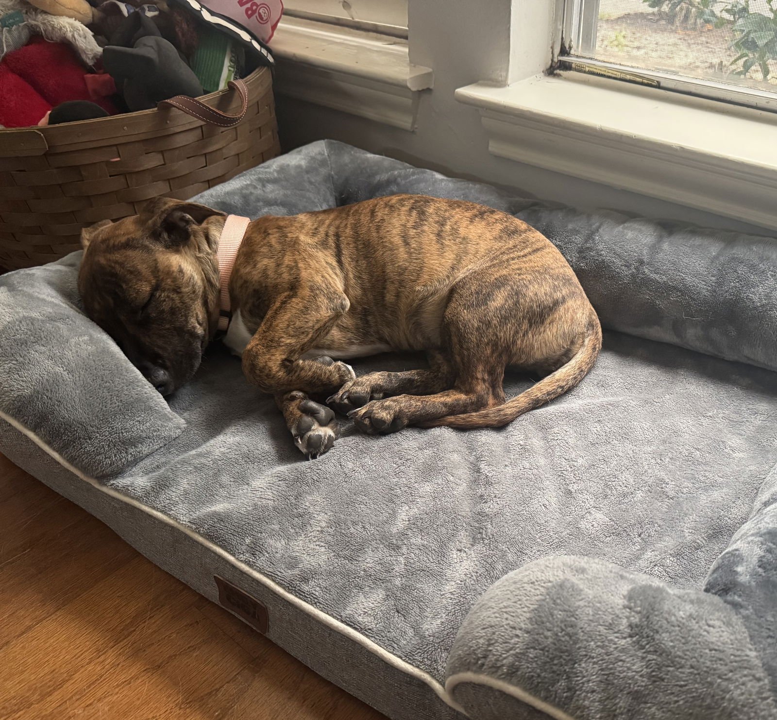 Penny #bundle-of-zoomies - Photo 3