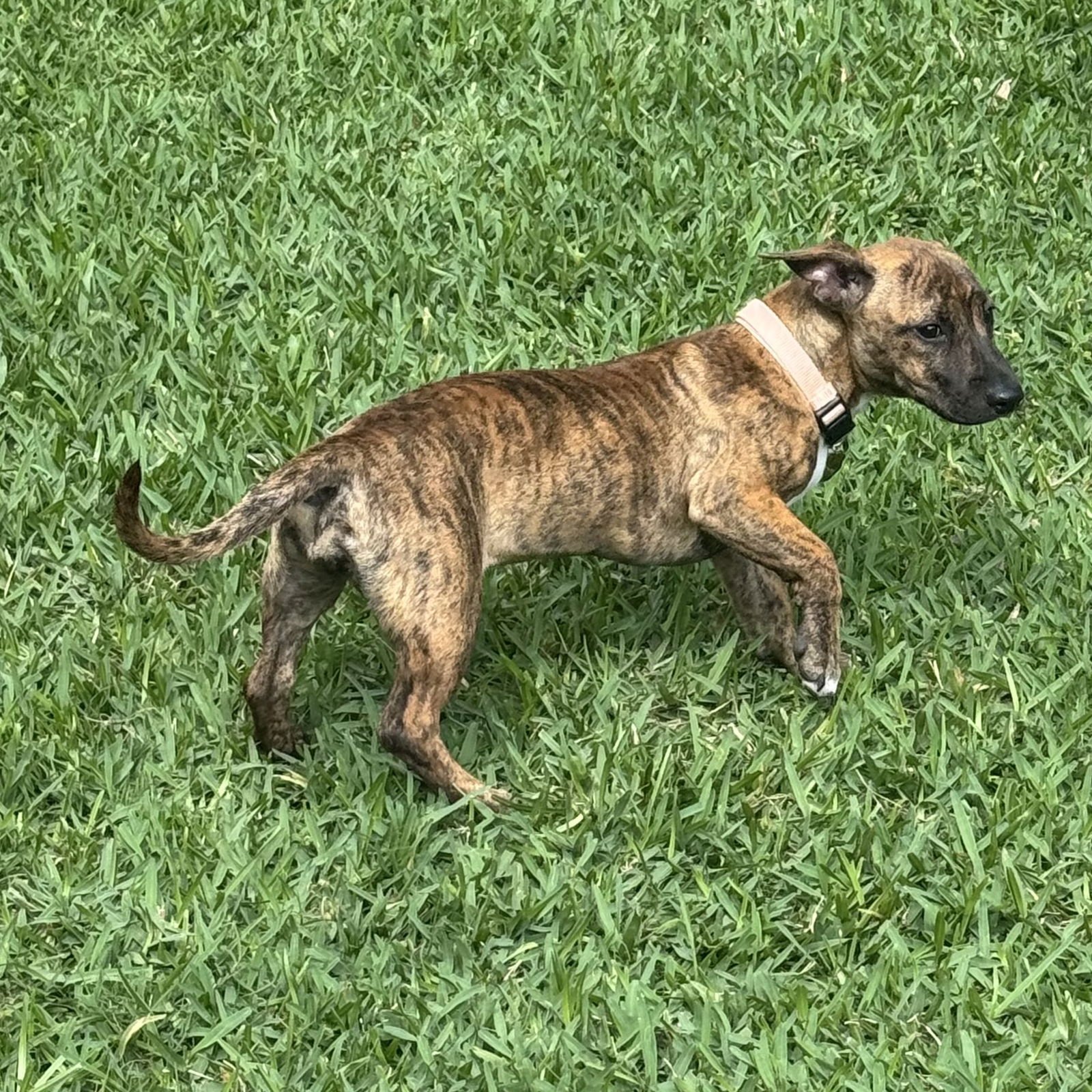 Penny #bundle-of-zoomies - Photo 4