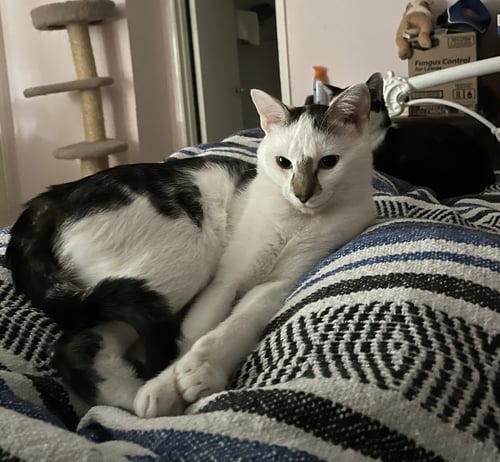 PRECIOUS #ANTIQUE-MALL-LITTER - Domestic Short Hair available for adoption