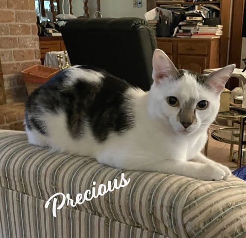 PRECIOUS #ANTIQUE-MALL-LITTER - Domestic Short Hair available for adoption