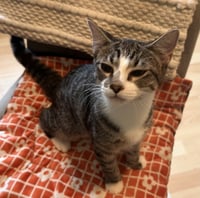 Ace #cuddly-purrbaby - Photo 4
