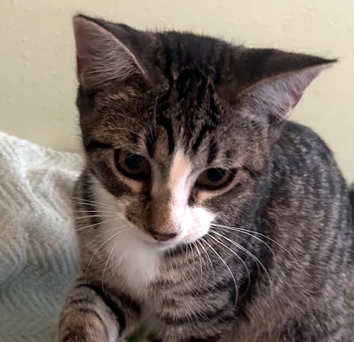 ACE #CUDDLY-PURRBABY - Tabby available for adoption