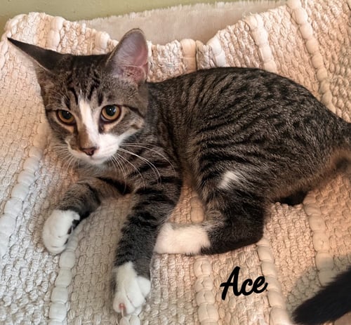 ACE #CUDDLY-PURRBABY - Tabby available for adoption