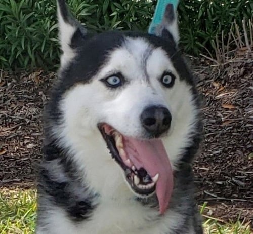 MARY BETH #MS-CONGENIALITY - Siberian Husky available for adoption