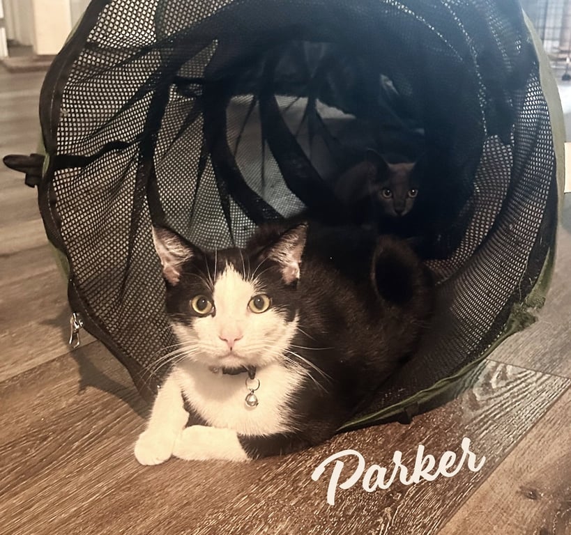 Parker #trailer-trash-no-more Image