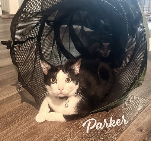 PARKER #TRAILER-TRASH-NO-MORE - Tuxedo / Domestic Short Hair available for adoption