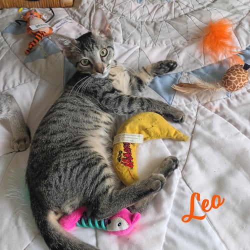 LEO #TABBY-IV-PACK - Tabby / Domestic Short Hair available for adoption