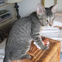 Leo #tabby-IV-pack - Photo 3