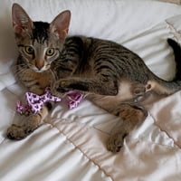 Leo #tabby-IV-pack - Photo 2