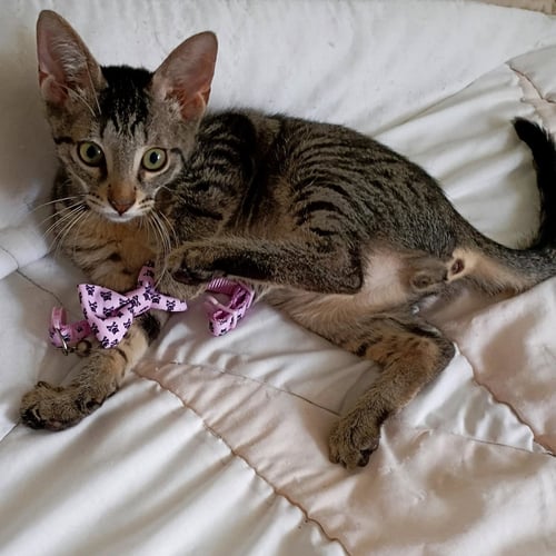 LEO #TABBY-IV-PACK - Tabby / Domestic Short Hair available for adoption
