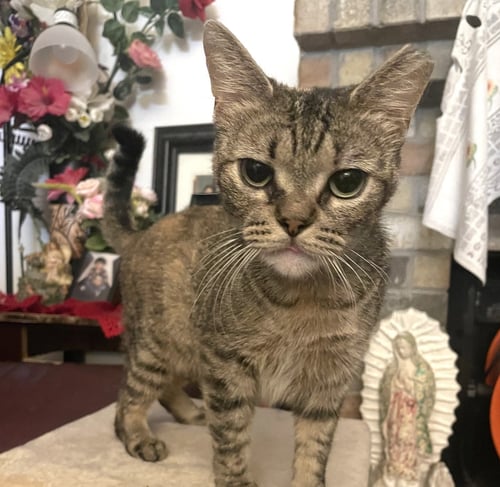 LILY #RESILIENT-SWEETHEART - Tabby / Domestic Short Hair available for adoption