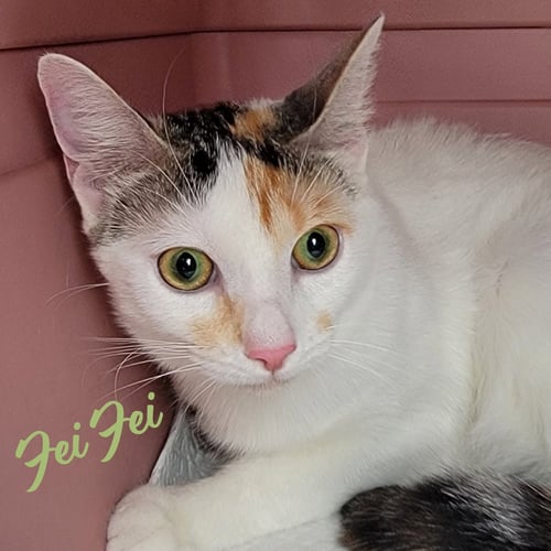 FEI FEI #SOFT-BUNNY-FUR - Turkish Van / Calico available for adoption
