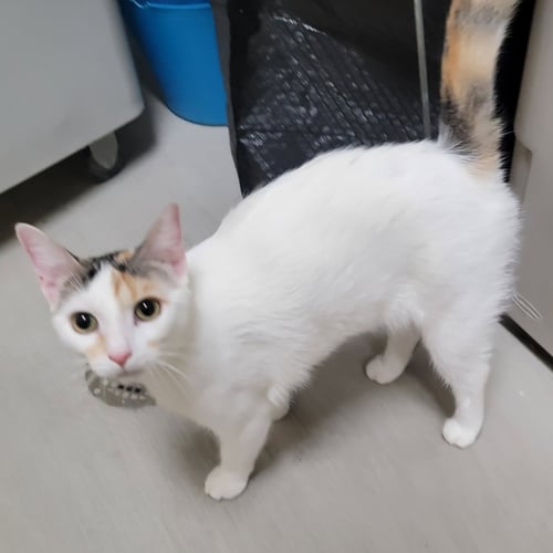 FEI FEI #SOFT-BUNNY-FUR - Turkish Van / Calico available for adoption