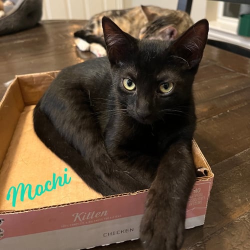 MOCHI #JAPANESE-TRIO - Bombay / Domestic Short Hair available for adoption