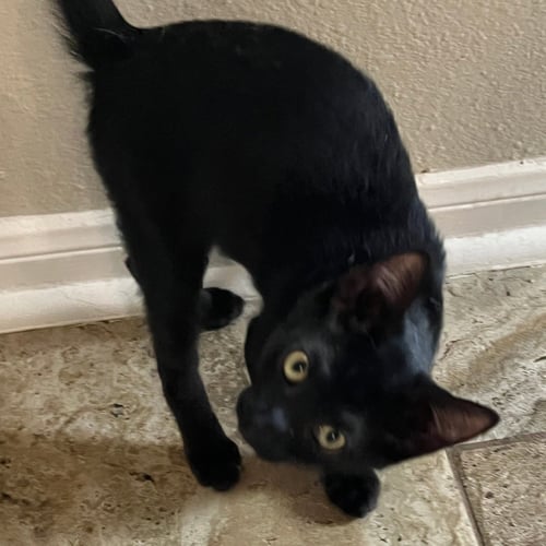 MOCHI #JAPANESE-TRIO - Bombay / Domestic Short Hair available for adoption