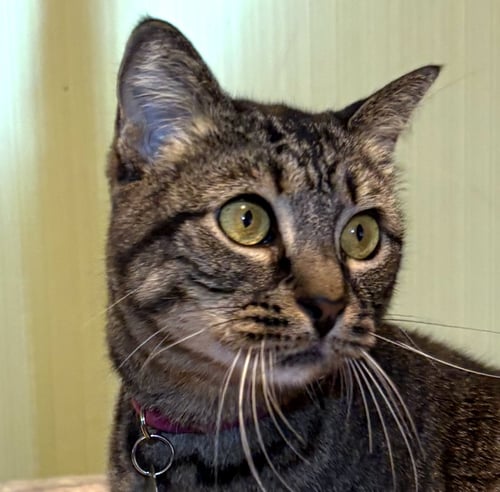 PENNY #QUIET-CUDDLER - Tabby / Domestic Short Hair available for adoption