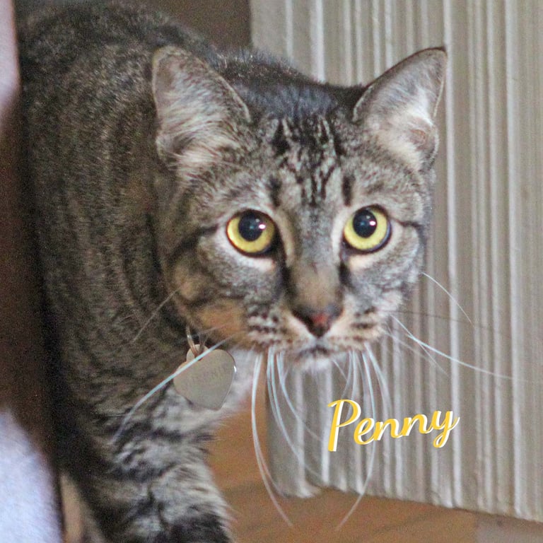 Penny #quiet-cuddler Image