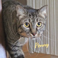 Penny #quiet-cuddler - Photo 1