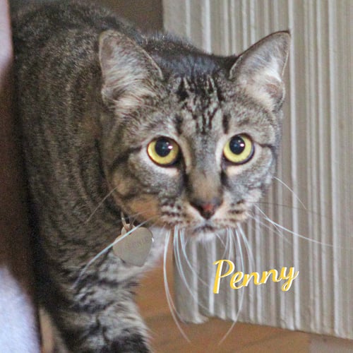 PENNY #QUIET-CUDDLER - Tabby / Domestic Short Hair available for adoption