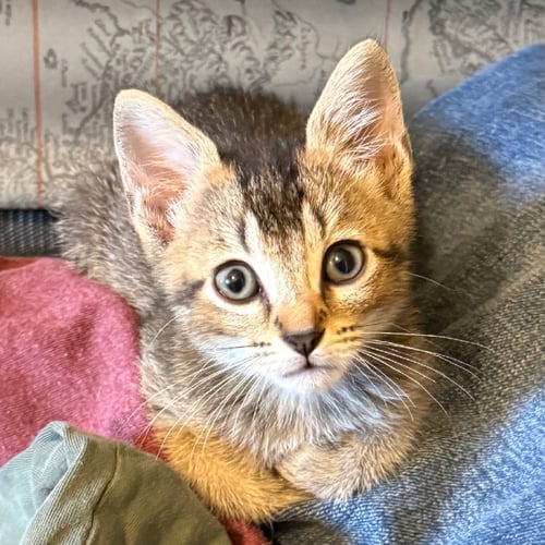 MOCHA #DEMITASSE-TRIO - Abyssinian available for adoption