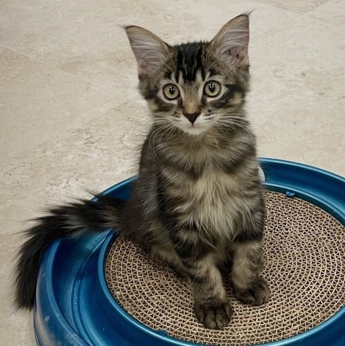 CUPID #HEART-THROB - Maine Coon / Domestic Medium Hair available for adoption