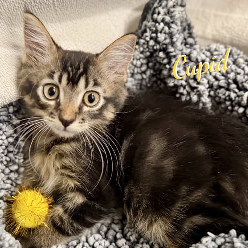 CUPID #HEART-THROB - Maine Coon / Domestic Medium Hair available for adoption