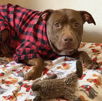 Hershey #all-grin-&-wags - Photo 3