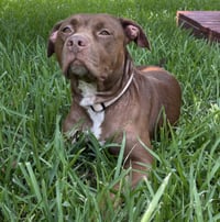 Hershey #all-grin-&-wags - Photo 4
