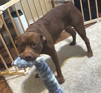 Hershey #all-grin-&-wags - Photo 2