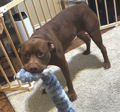 HERSHEY #ALL-GRIN-&-WAGS - American Staffordshire Terrier available for adoption