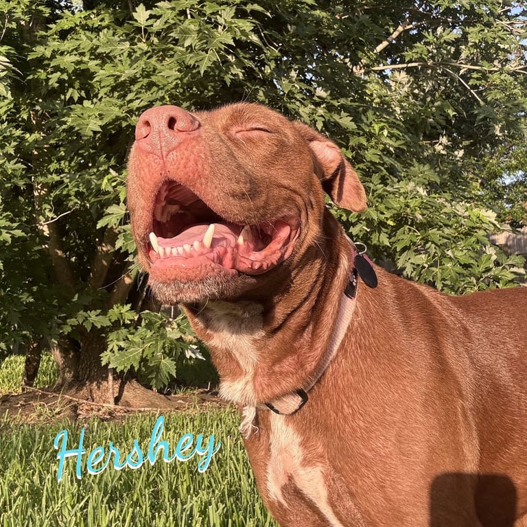 Hershey #all-grin-&-wags Image