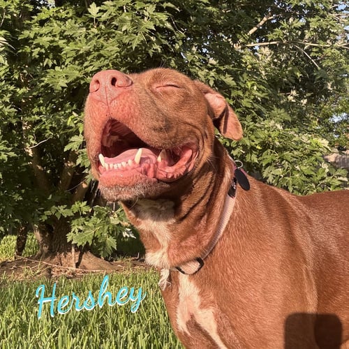HERSHEY #ALL-GRIN-&-WAGS - American Staffordshire Terrier available for adoption