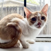 Clementine #sister-of-Herb - Photo 2