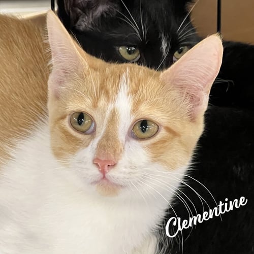 CLEMENTINE #SISTER-OF-HERB - Tabby / Domestic Short Hair for adoption in Houston