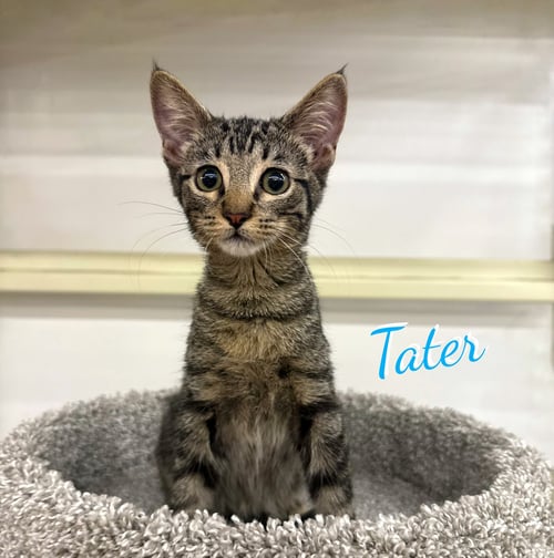 TATER #FRIED-SPUD-LITTER - Tabby / American Shorthair available for adoption